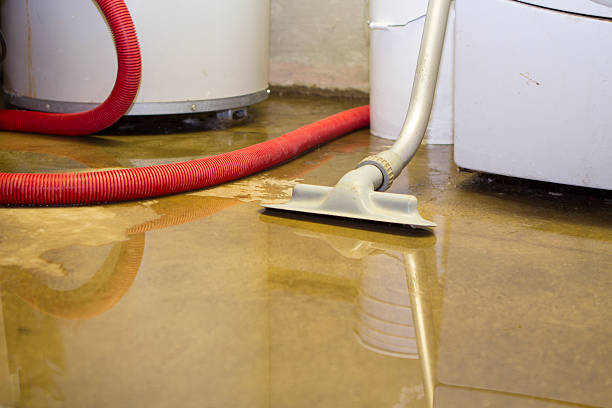 Best Mold removal after water damage  in Montrose, MI